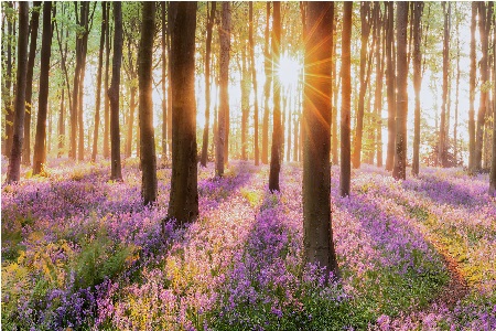 Springtime trees with sun shining through